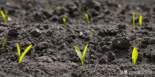 水溶肥效果如何评价,自制水溶肥效果好吗