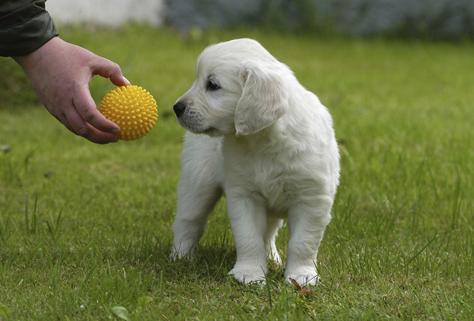 狗狗电项圈训练方法,训练狗狗叫的方法