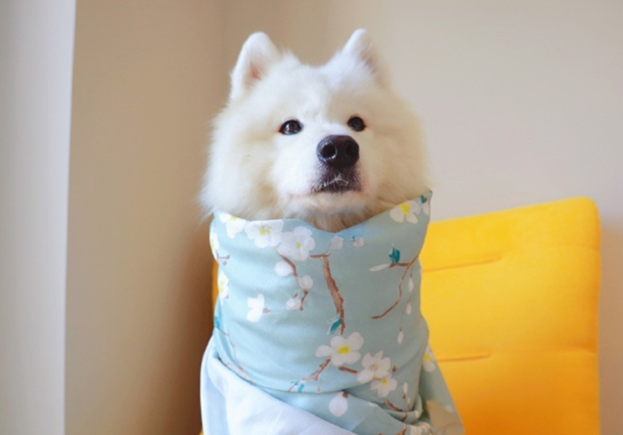 狗狗疑似涨奶是怀孕了吗,狗狗分泌乳汁证明假孕要结束了吗