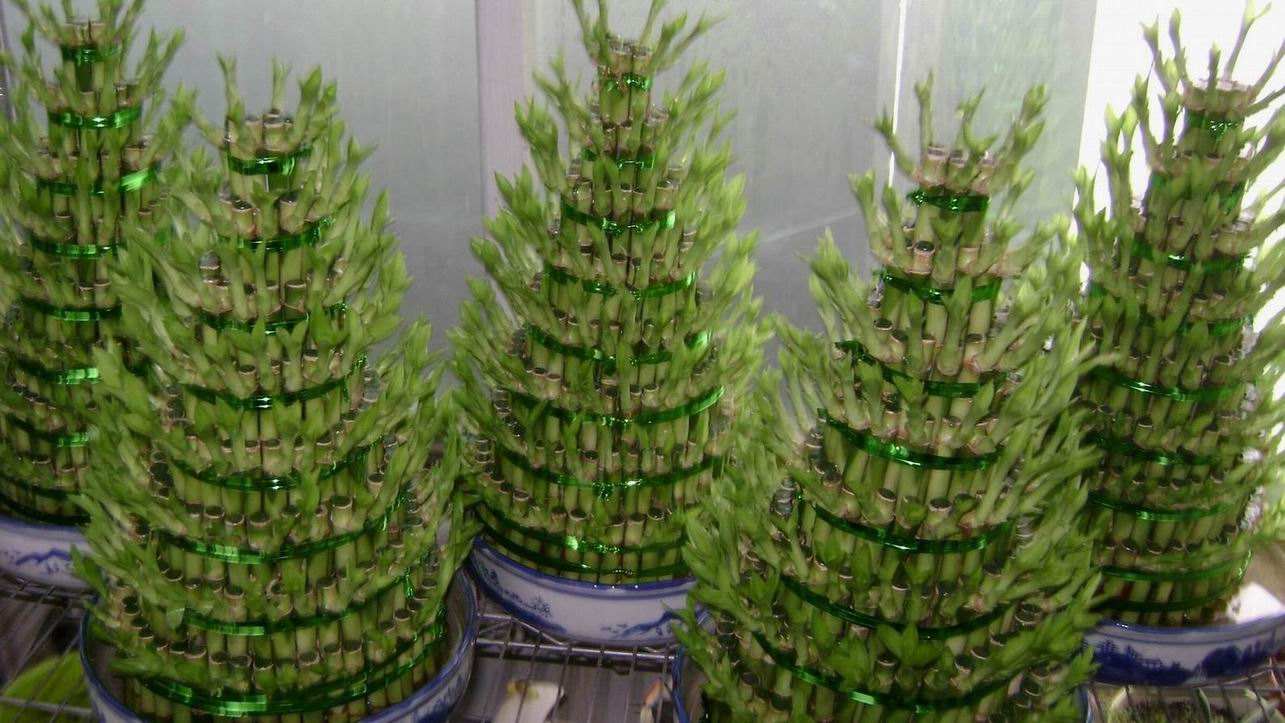 竹子根怎么养才能更旺盛,造型竹子怎么养