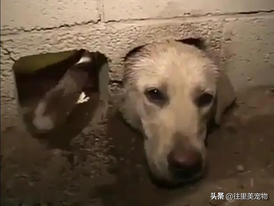 怎么对待拉布拉多的狗呢,拉布拉多犬不听话怎么办