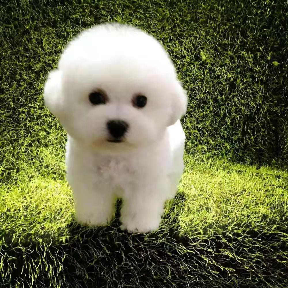 比熊老是吐狗粮怎么回事,比熊把刚吃的狗粮都吐了怎么回事