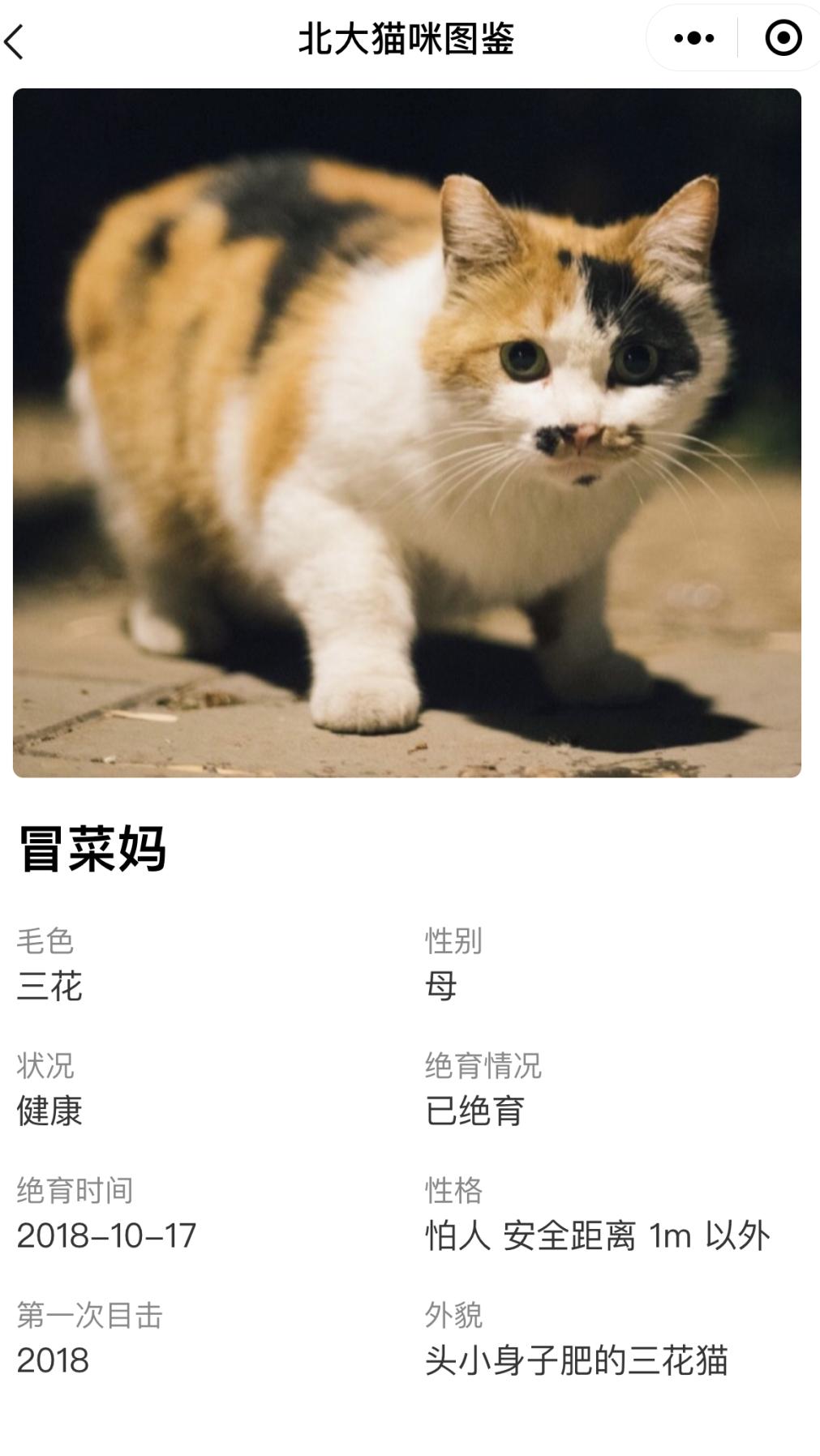 猫咪割了蛋为什么很活泼,猫怎么那么可爱呢