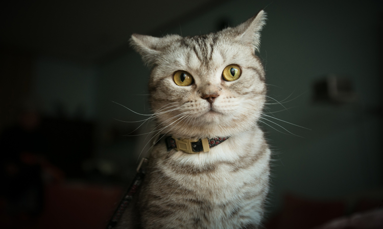 猫咪有洁癖乱拉屎怎么办,猫咪身上跳蚤应该怎么全部清除