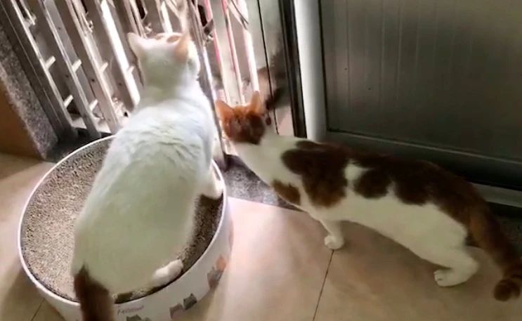 猫跑丢了怎么找回来,猫跑丢了怎么能把它呼唤回来