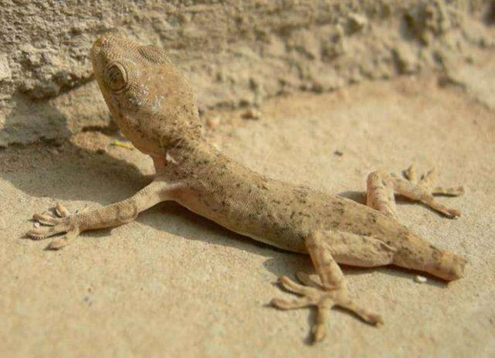 国外网友分享的动植物昆虫笔记,北方常见的昆虫科普知识大全集