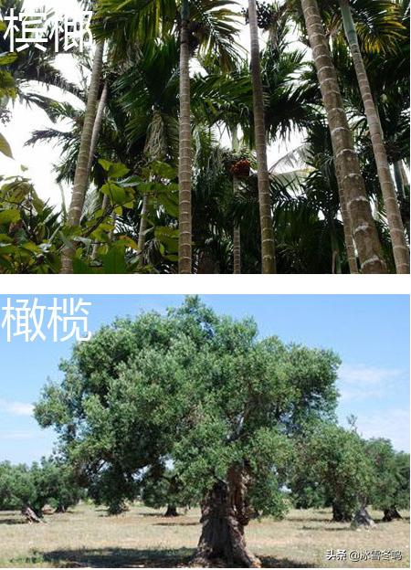 香料槟榔和青果是一回事吗,槟榔和青果的区别图片