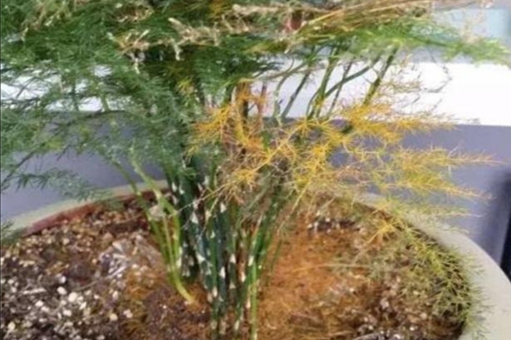 文竹叶子枯黄是什么原因,文竹枝条枯萎什么原因引起的