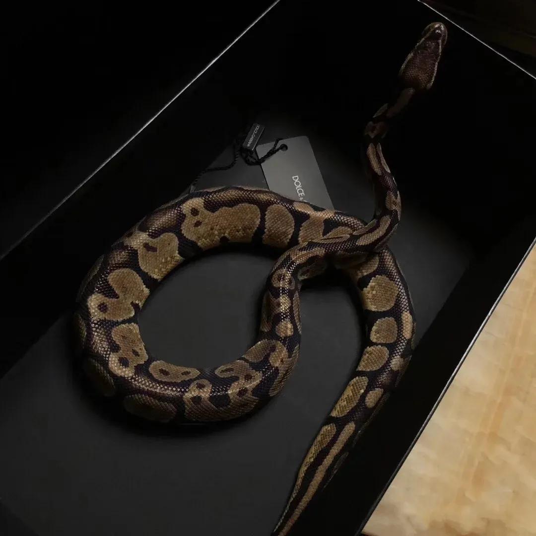 真的有人养蛇吗,是不是真的有人在养蛇