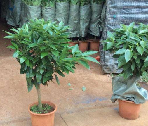 最适合在客厅养的易存活绿植,客厅养一盆绿萝好不好