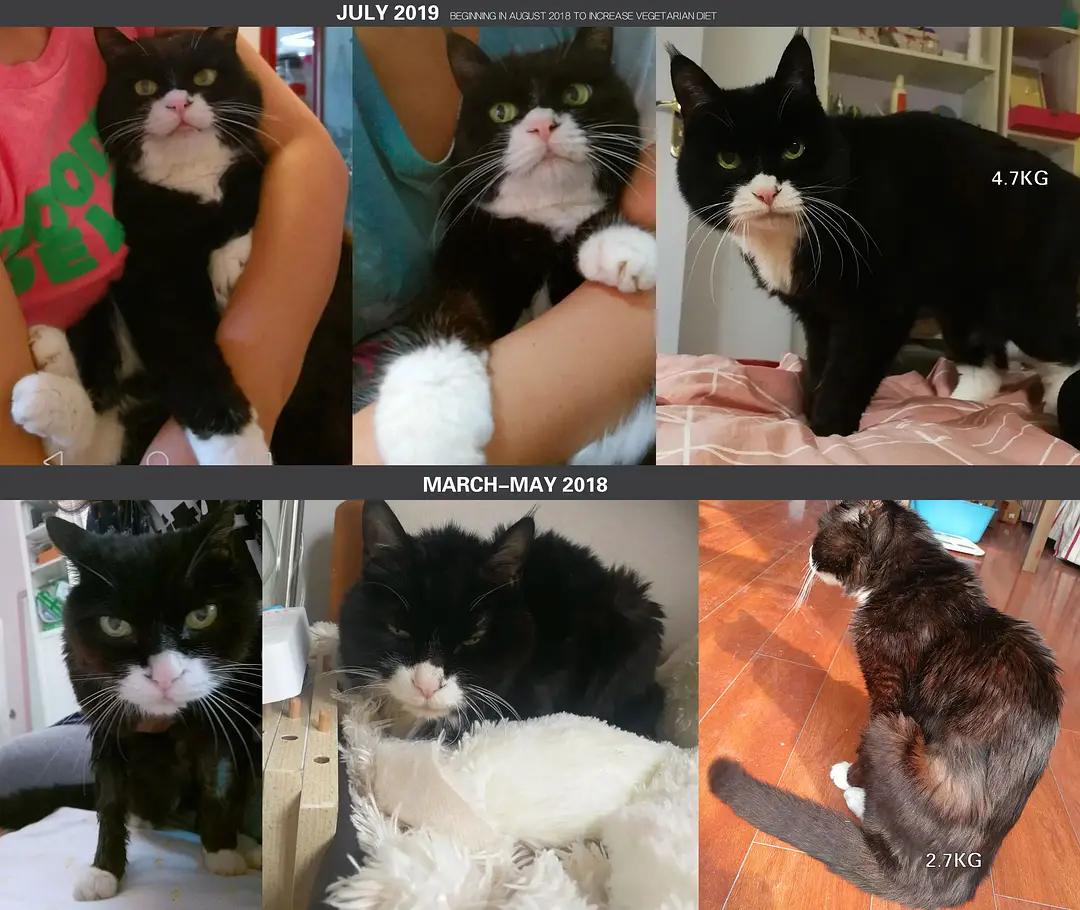 糖尿病患者胆囊炎胰腺炎同时出现,胆囊结石胰腺炎糖尿病