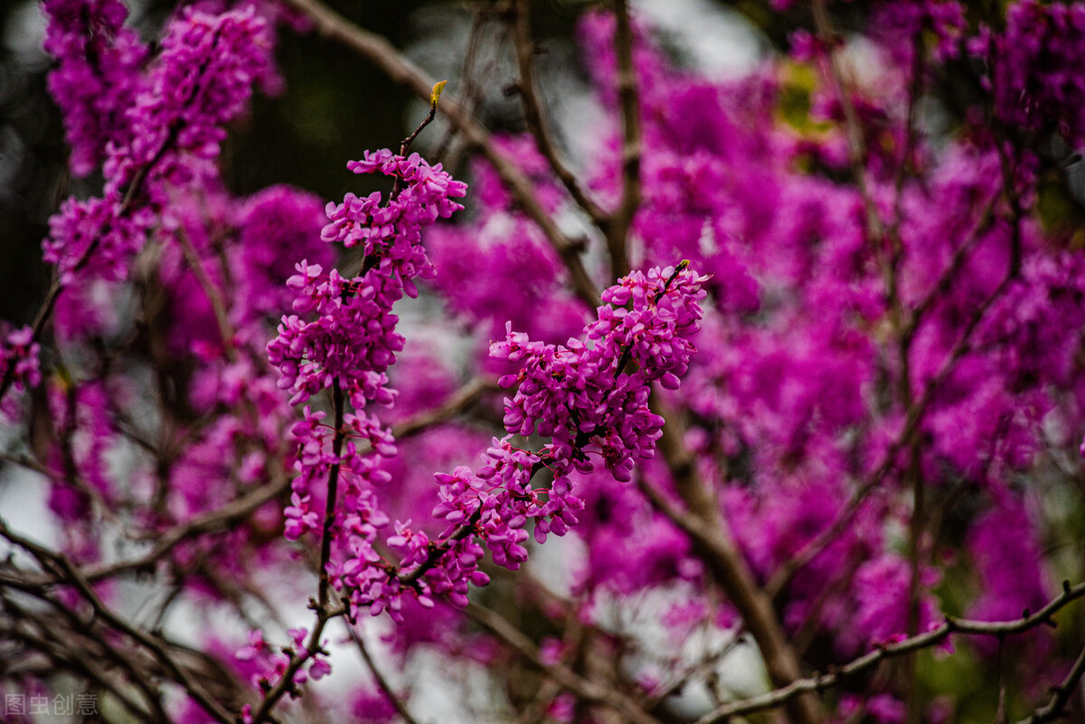 即将开花的十种植物,先长叶后开花的植物