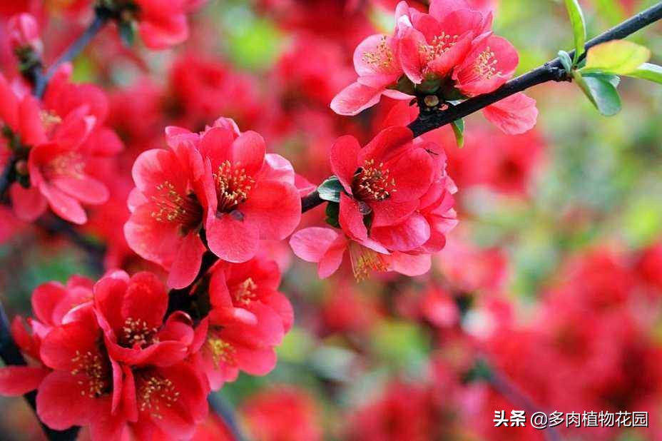 人养海棠花有什么讲究,海棠花的养法大全