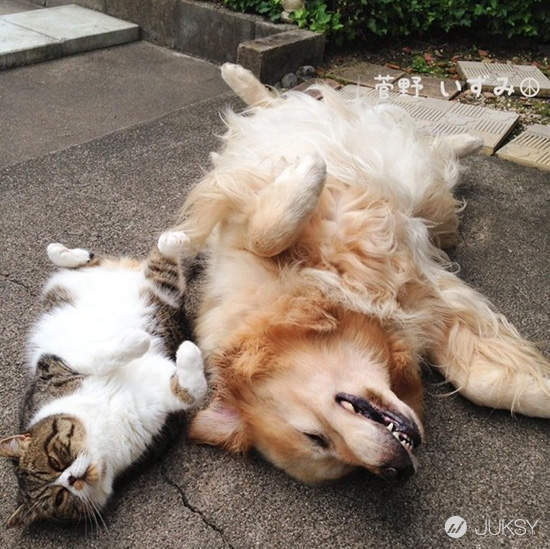 猫狗吃咸了会怎么样,猫狗能吃盐和味精吗