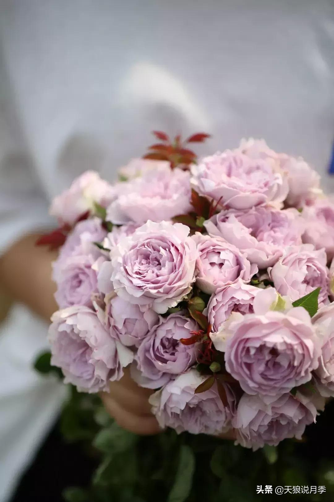 天狼月季新品月季幻紫耐热又梦幻,天狼推荐黄色月季