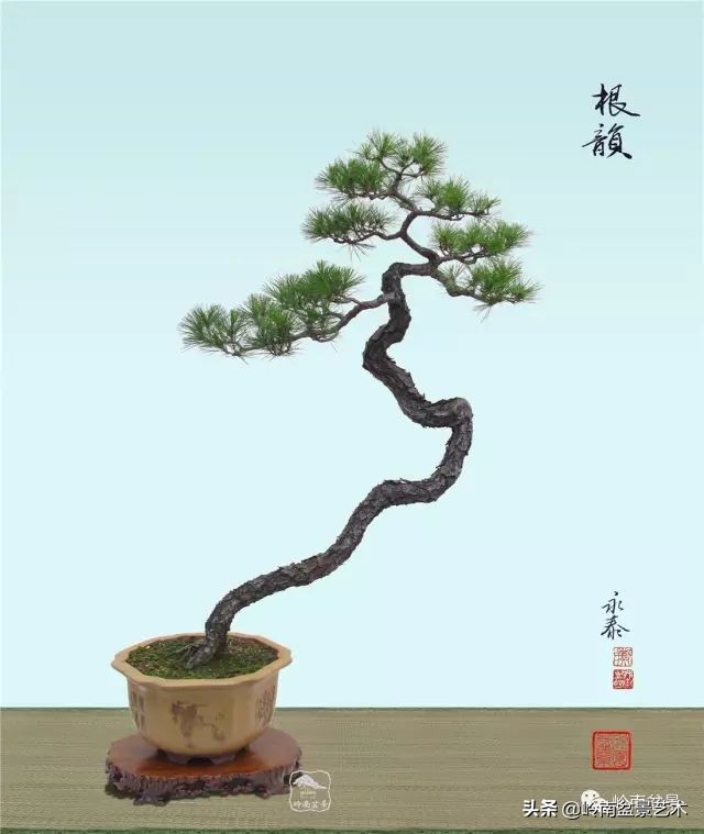 以根代杆下细上粗式盆景图片,十种适合吊着养的盆景