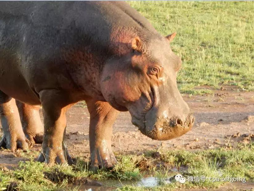 这个野奢的国度，欧美、日韩人都爱去，为何我们国家没人去？