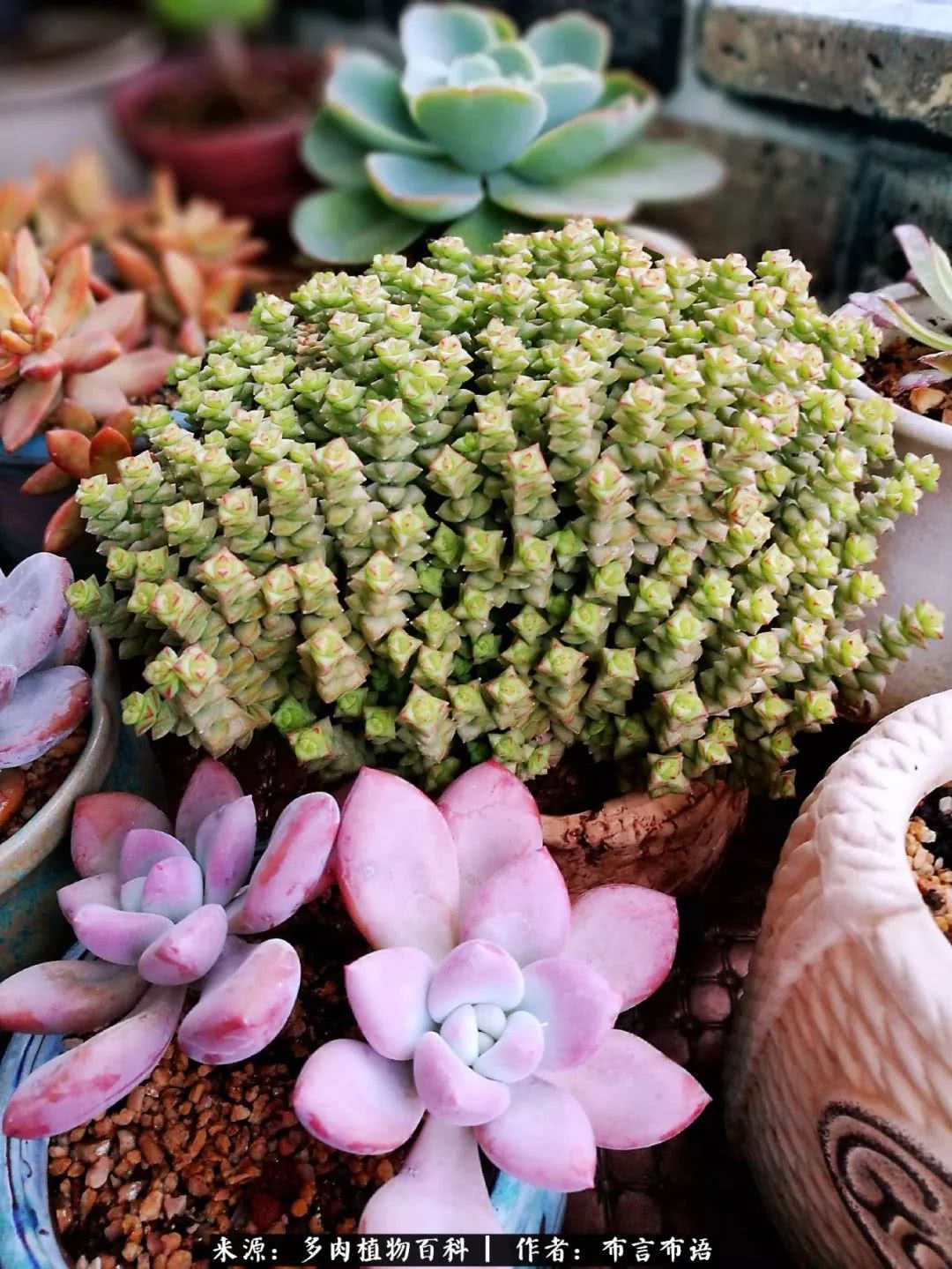 从多肉上感悟人生,多肉的真实生活感悟