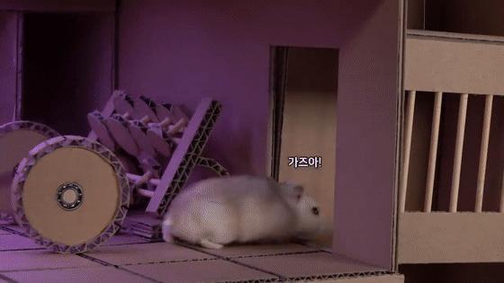 身价300万的仓鼠外网走红！住3层电梯豪宅，丰富娱乐，人不如鼠啊