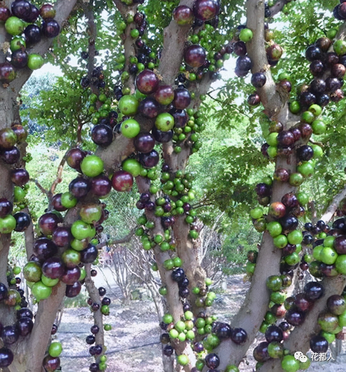 中国有几种奇异水果,好吃的奇特的水果有哪些