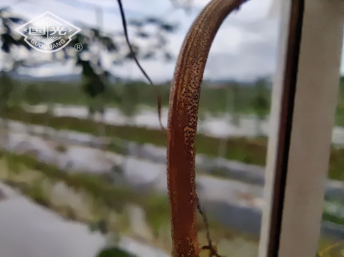 黄金百香果田间管理,黄金百香果苗期溃疡病