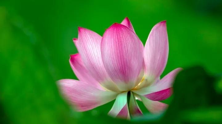 出淤泥而不染濯清涟而不妖行书,出淤泥而不染濯清涟而不妖意思