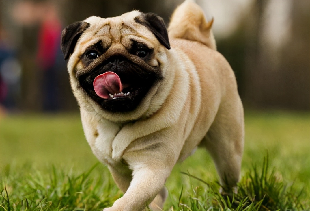 巴哥犬和什么一起养好,巴哥犬怎么养才能养好