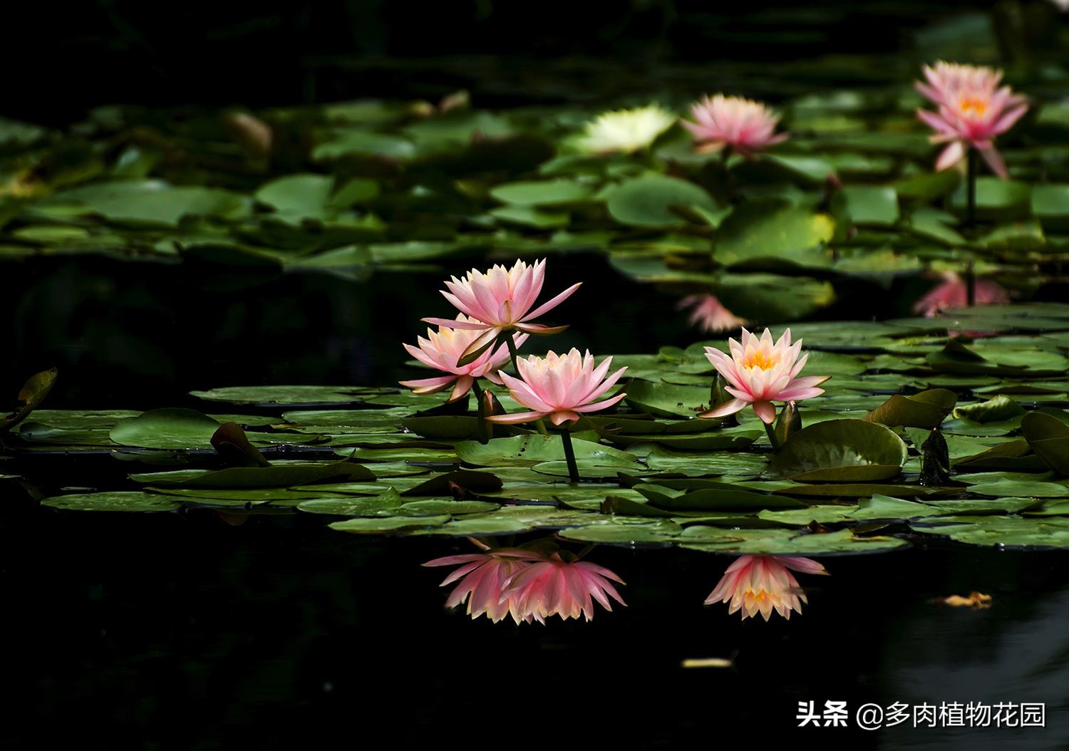 睡莲光长叶子不开花是什么原因,睡莲光长叶不开花是什么原因