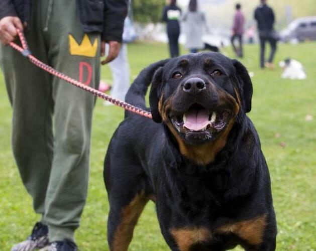 怎么样的罗威纳不合格,优秀的罗威纳狗狗品相