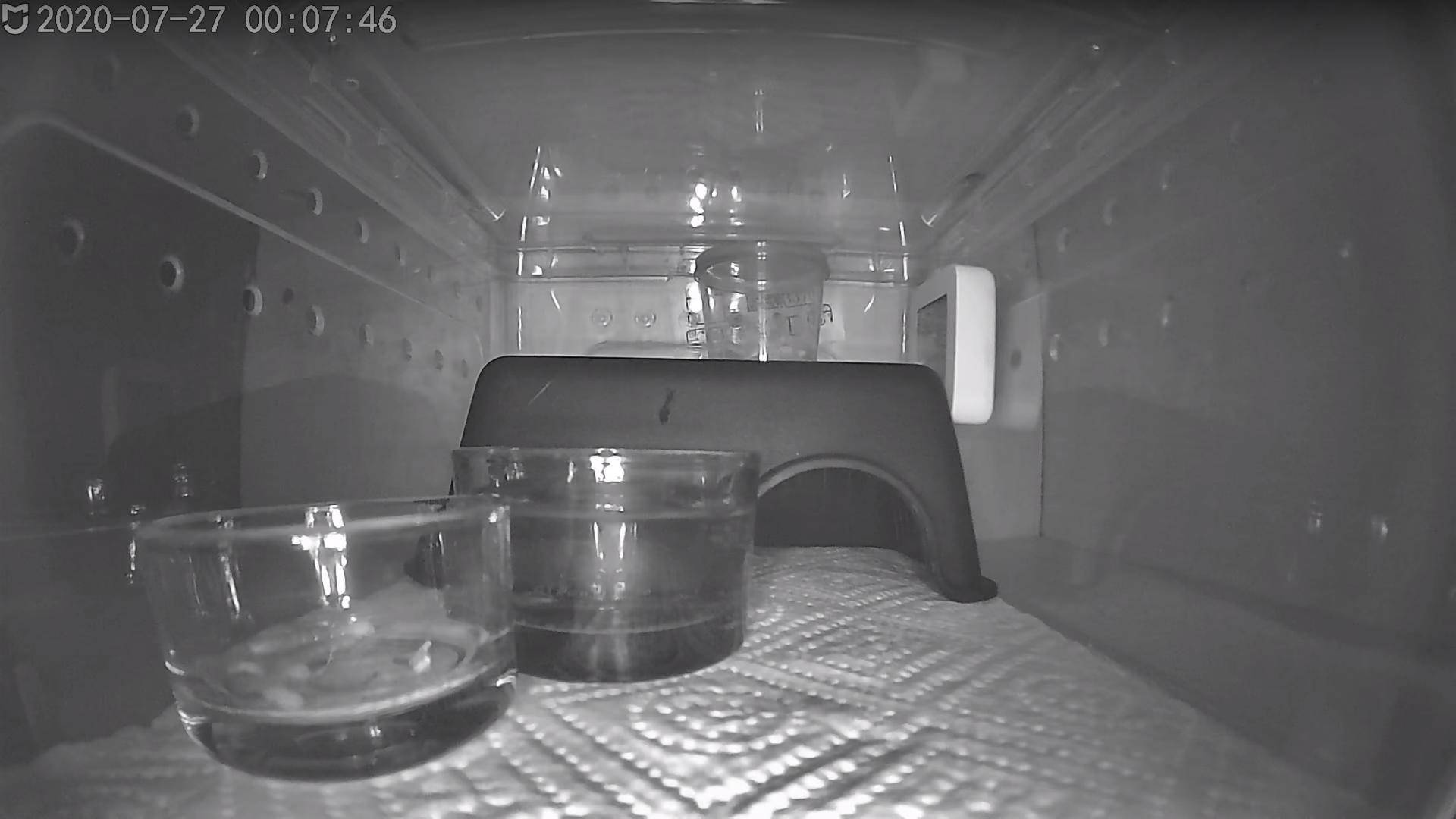 怎么养爬宠守宫,爬宠守宫怎么养