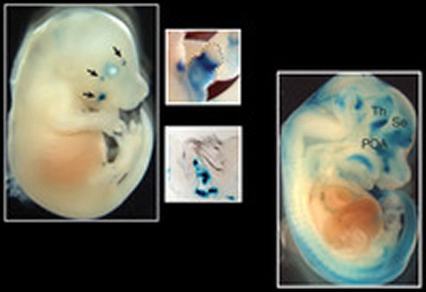 人类是真的经过设计的吗,大胆的推测