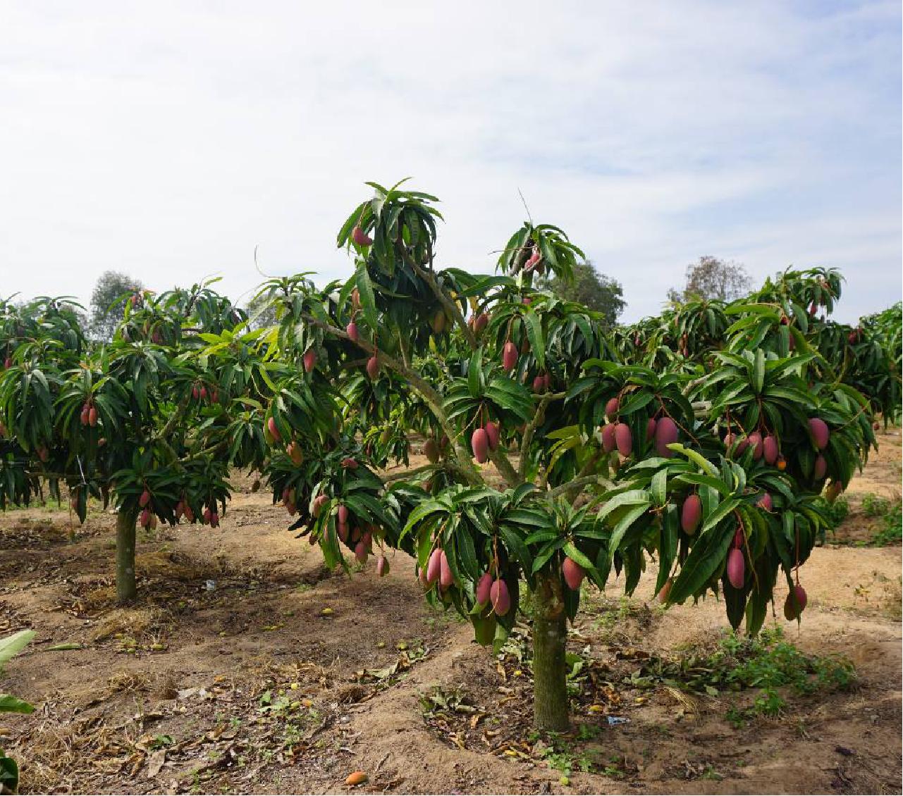 芒果开花适宜的温度是多少,降温对芒果花影响