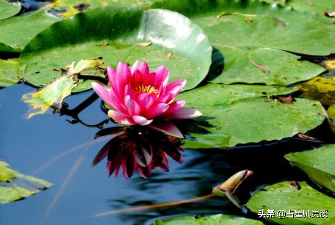 一月份哪些星座运气暴涨,下半年好运一波接一波的星座