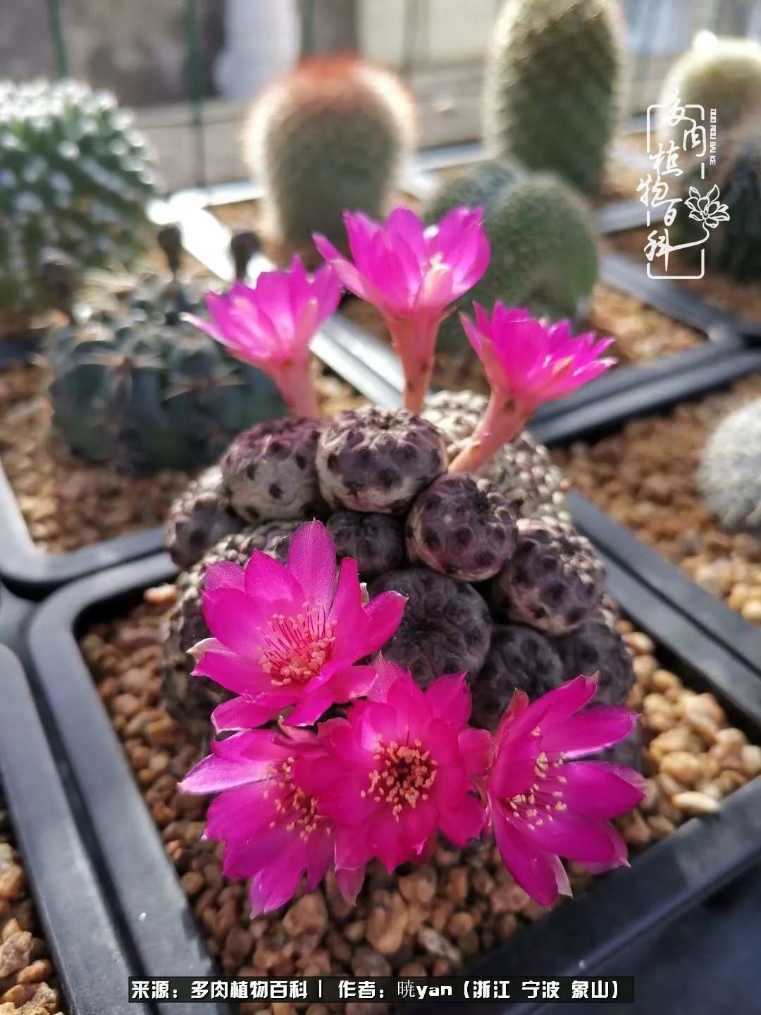 多肉初级入坑者,入坑多肉