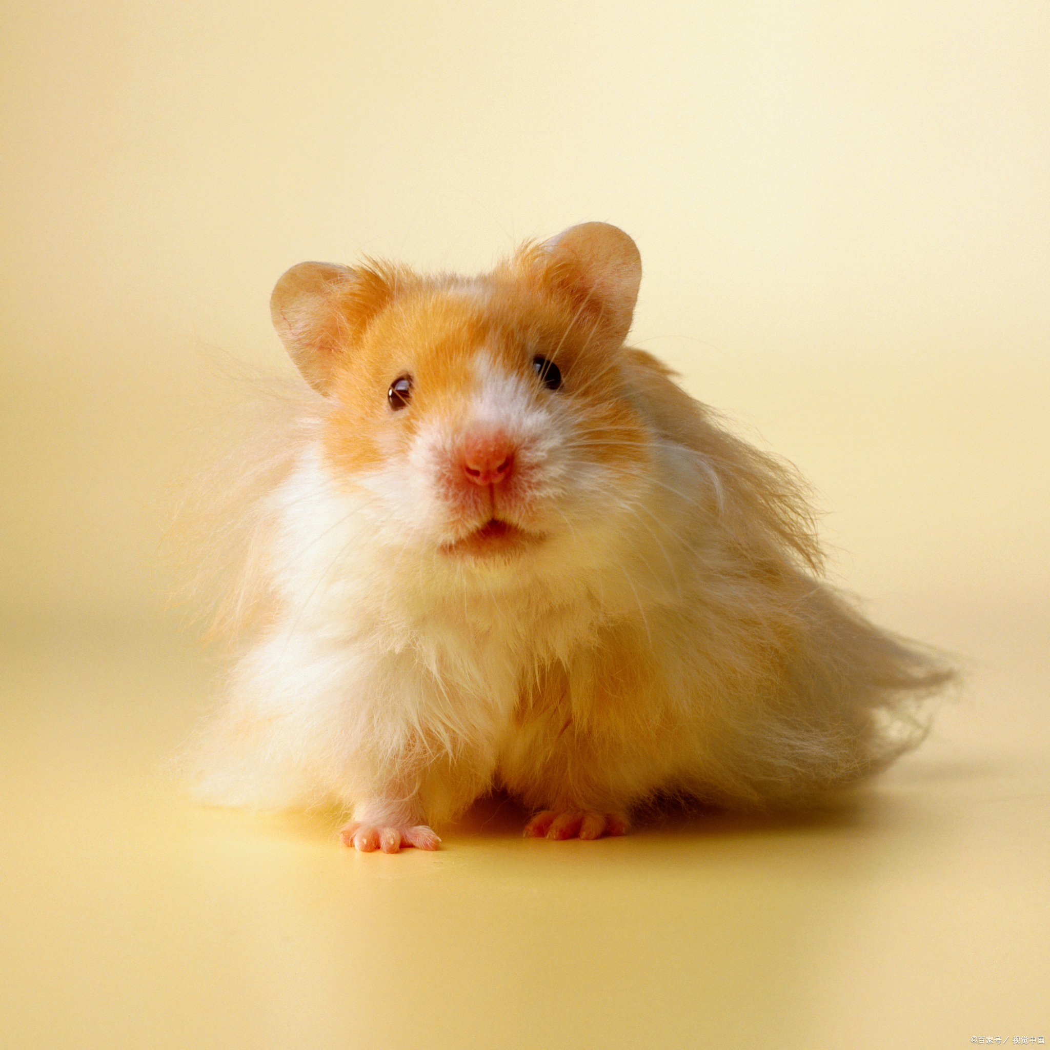 仓鼠为什么死了，可能是因为吃了这些食物