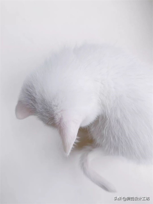 一张照片就能做出一幅海报,随手一拍怎么拍成大片