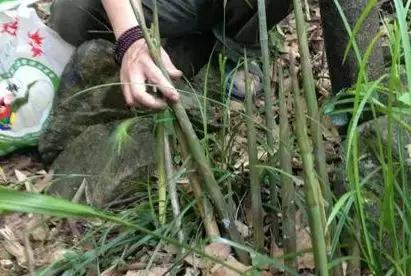 武穴又到挖野菜的时候了，江边好多人都在挖野菜，你吃了吗？