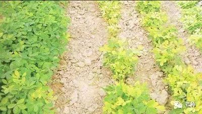 花生高产栽培技术视频,种花生到收花生的所有过程