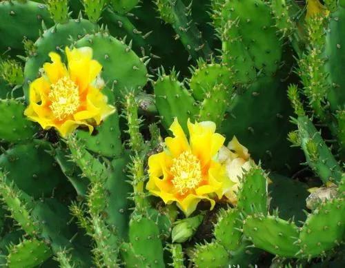 我喜爱的植物仙人掌三年级作文,我的植物朋友三年级作文仙人掌