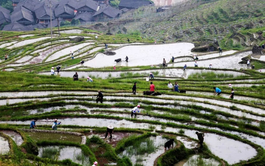 农业失败案例及解析,农业案例分析及解读