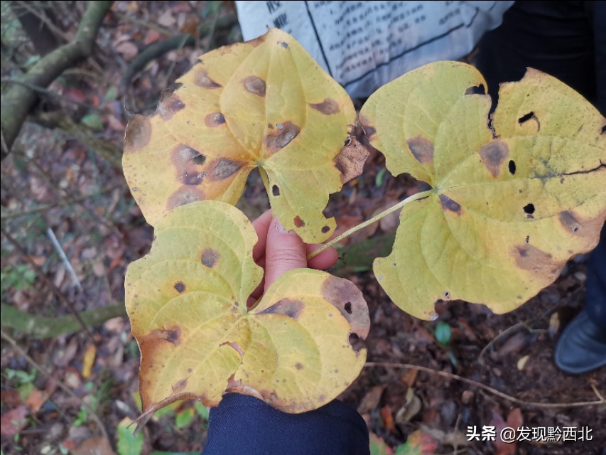 发现黔西北|毕节农村一种叫毛蕉的植物,做成食物很多人没有见过