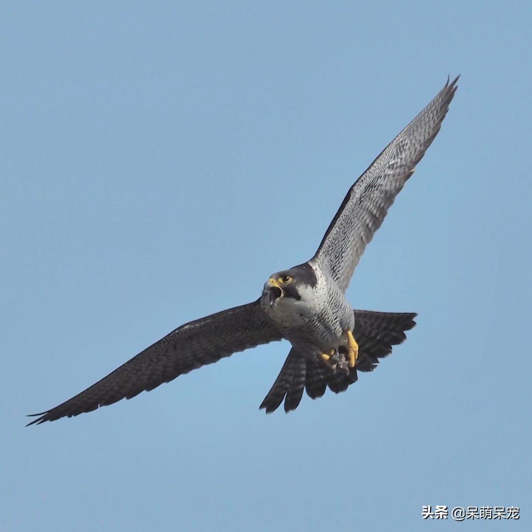 世界上最贵的宠物,世界上最有钱的宠物是什么