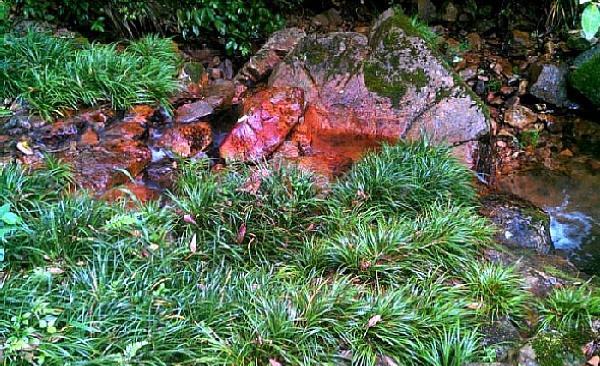 石头上的野草,河滩上的野草是什么野草