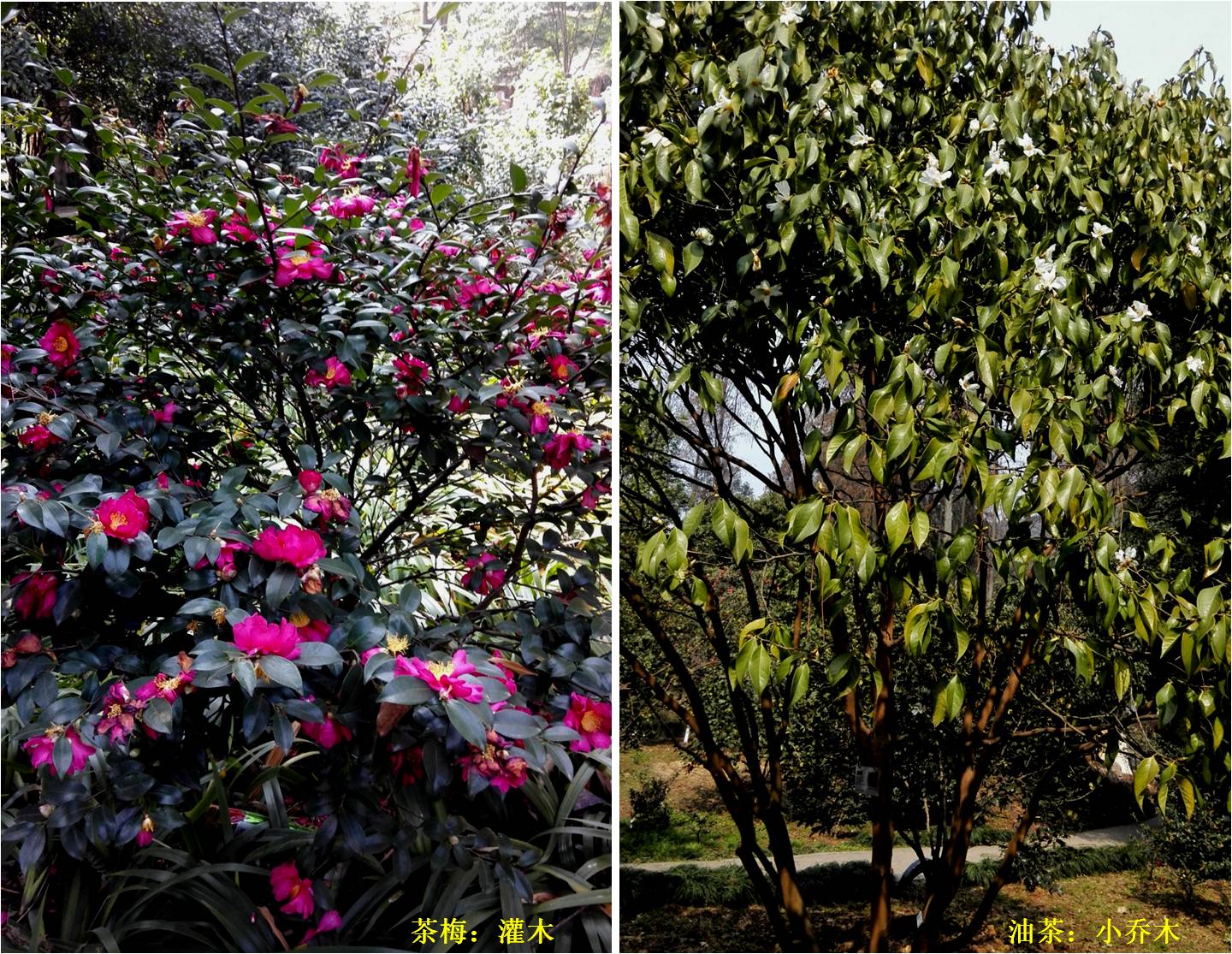 话说油茶树,山茶花油茶和茶梅的区别图片