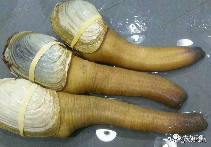 收藏海参干货,朝鲜有哪些有收藏价值的东西