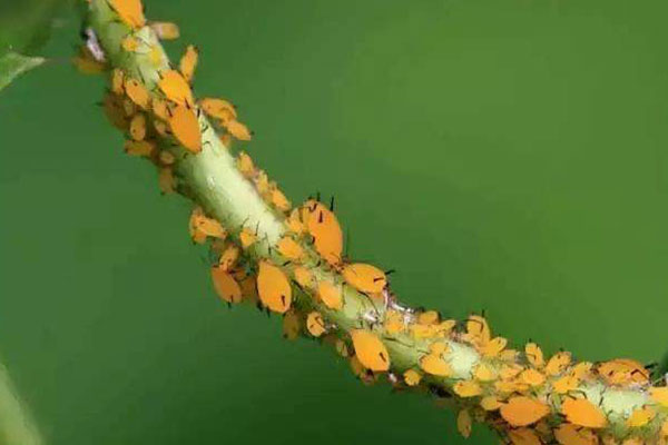 梅花有哪些病虫害,梅花病害及治疗方法