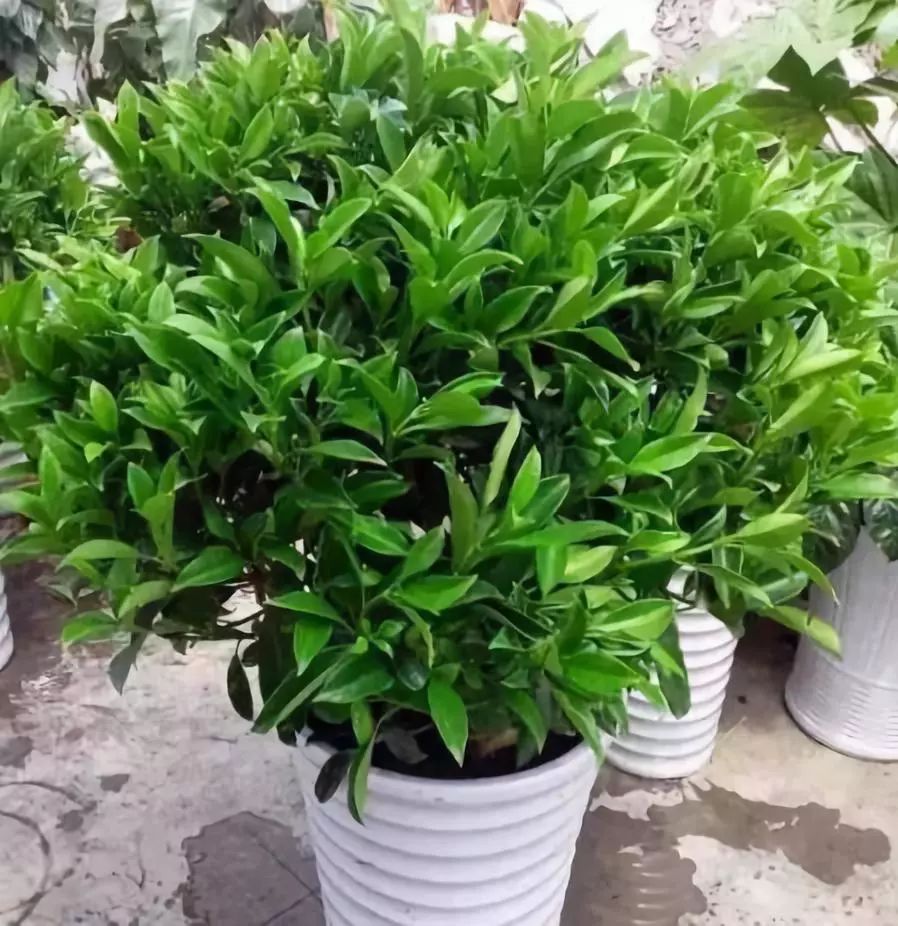 室内吸毒植物大全,七种具有吸毒功能的盆栽植物