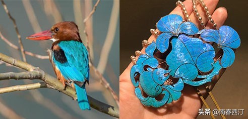 画眉鸟和鹦鹉可不可以一起饲养,画眉鸟好养一些还是鹦鹉好养