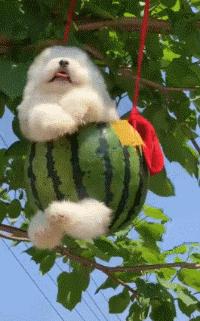 狗狗的宝宝,狗狗的宝宝日常