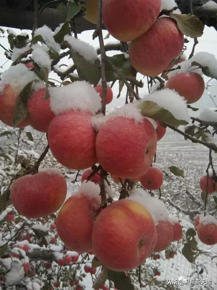 雪中的洛川红富士苹果,雪中的红苹果